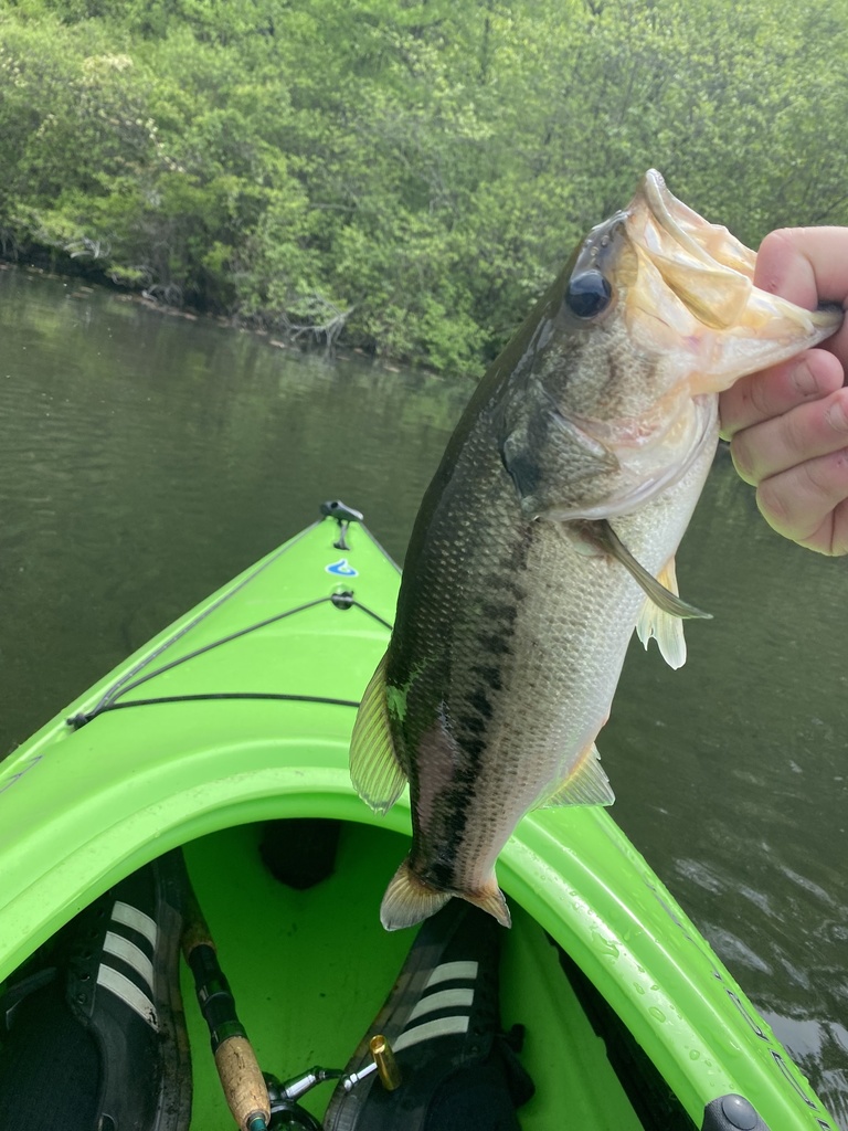 Largemouth Bass from Long Meadow Pond, Bethlehem, CT, US on May 21 ...