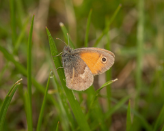 Coenonympha pamphilus lyllus