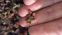 Crassula ericoides ericoides