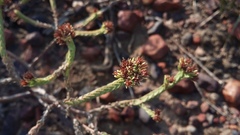 Crassula ericoides ericoides
