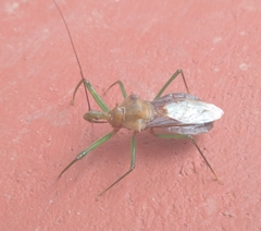 Ploeogaster