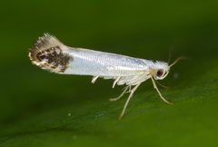 Argyresthia apicimaculella