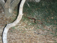 Lampropeltis polyzona