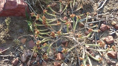 Crassula ericoides ericoides