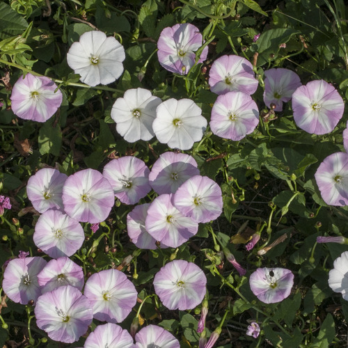 Dirvinis vijoklis nuotrauka