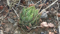 Haworthiopsis fasciata