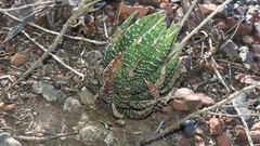 Haworthiopsis fasciata