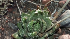 Haworthiopsis fasciata