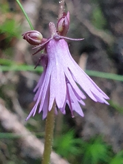 Soldanella major
