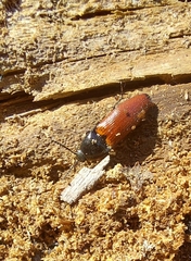Ampedus pomorum