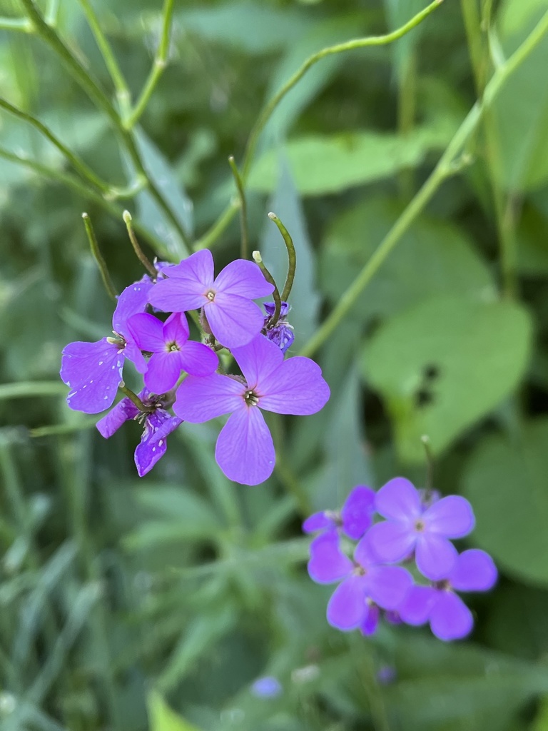 dame's rocket from Eastline Rd, Ballston Spa, NY, US on June 05, 2022