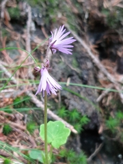 Soldanella major