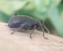 Otiorhynchus