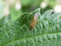 Plagiognathus arbustorum