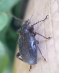 Otiorhynchus