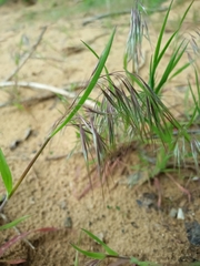 Bromus tectorum
