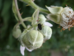 Plagiognathus arbustorum