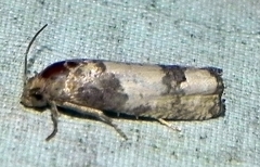 Epiblema desertana