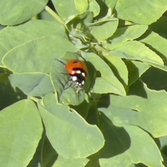 Coccinella transversoguttata