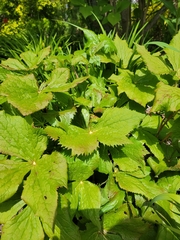 Podophyllum hexandrum