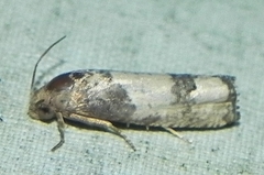 Epiblema desertana