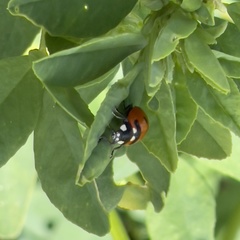 Coccinella transversoguttata