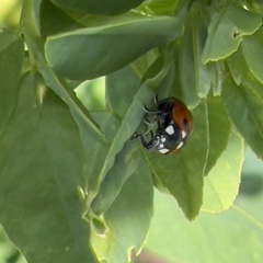 Coccinella transversoguttata