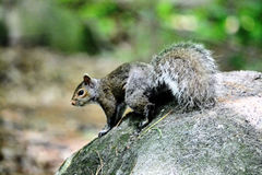 Sciurus carolinensis
