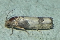 Epiblema desertana