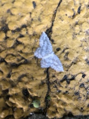 Leucodrepana serratilinea