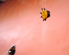 Gasteracantha cancriformis