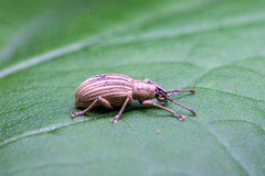Aphrastus taeniatus
