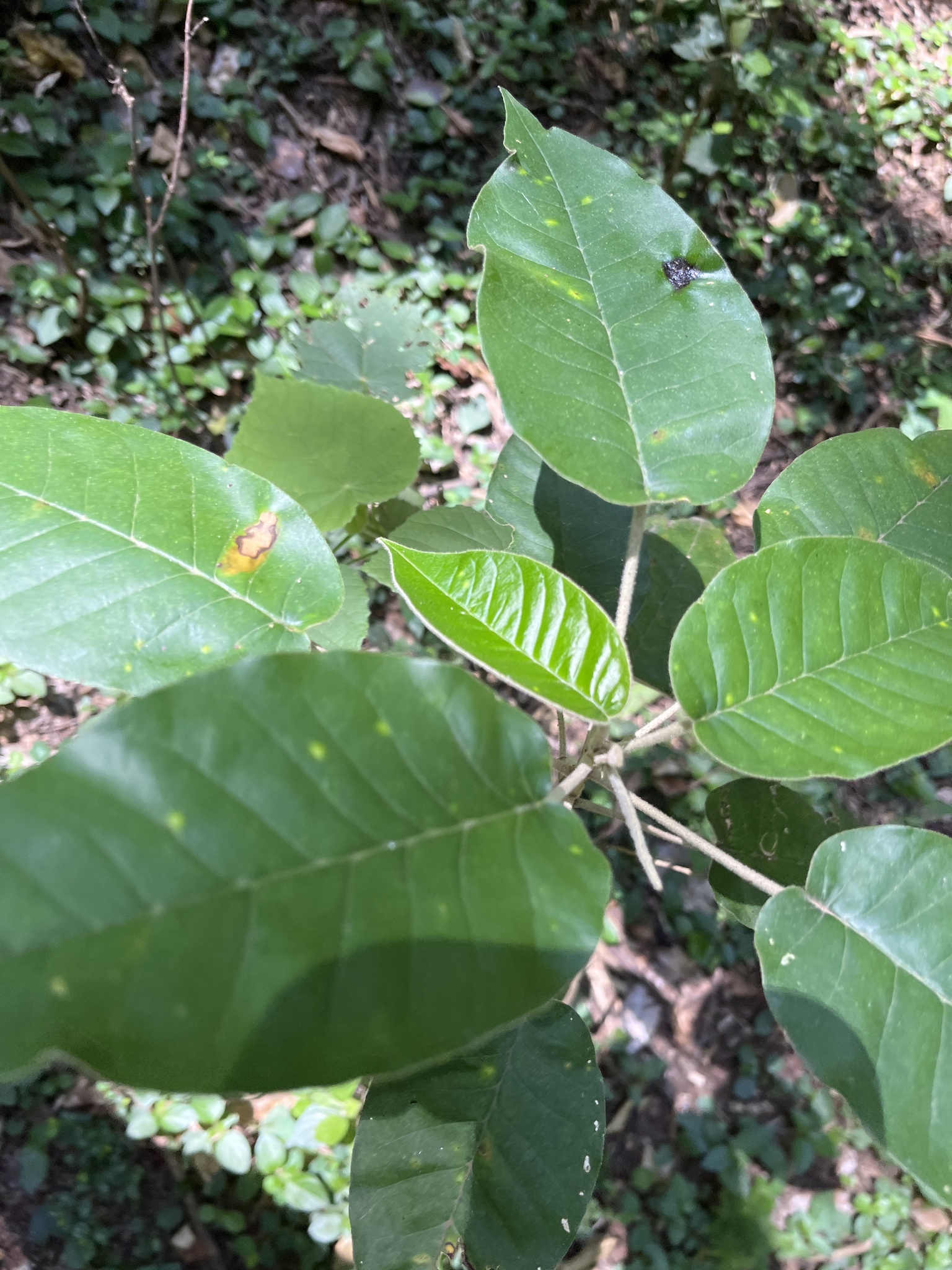 Croton megalocarpus