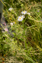 Erigeron strigosus strigosus