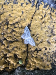 Leucodrepana serratilinea