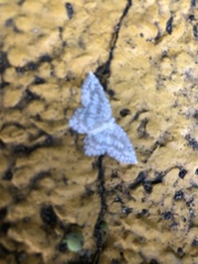 Leucodrepana serratilinea