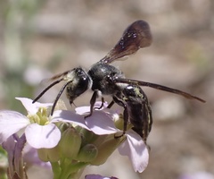 Andrena agilissima