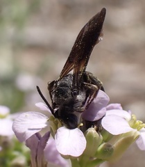 Andrena agilissima