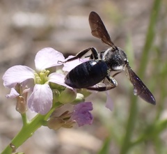 Andrena agilissima