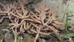 Crassula mollis