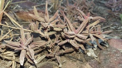 Crassula mollis