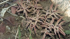 Crassula mollis