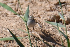Motacilla citreola