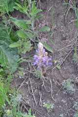 Phelipanche caesia