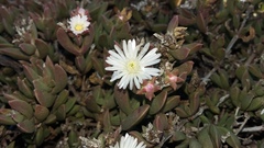 Delosperma litorale