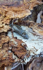 Paraphotistus impressus