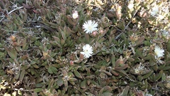 Delosperma litorale