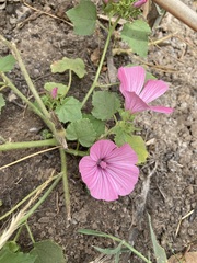 Malva trimestris image