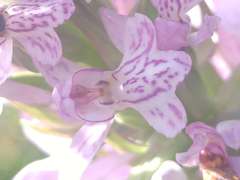 Dactylorhiza majalis baltica