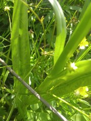 Dactylorhiza majalis baltica